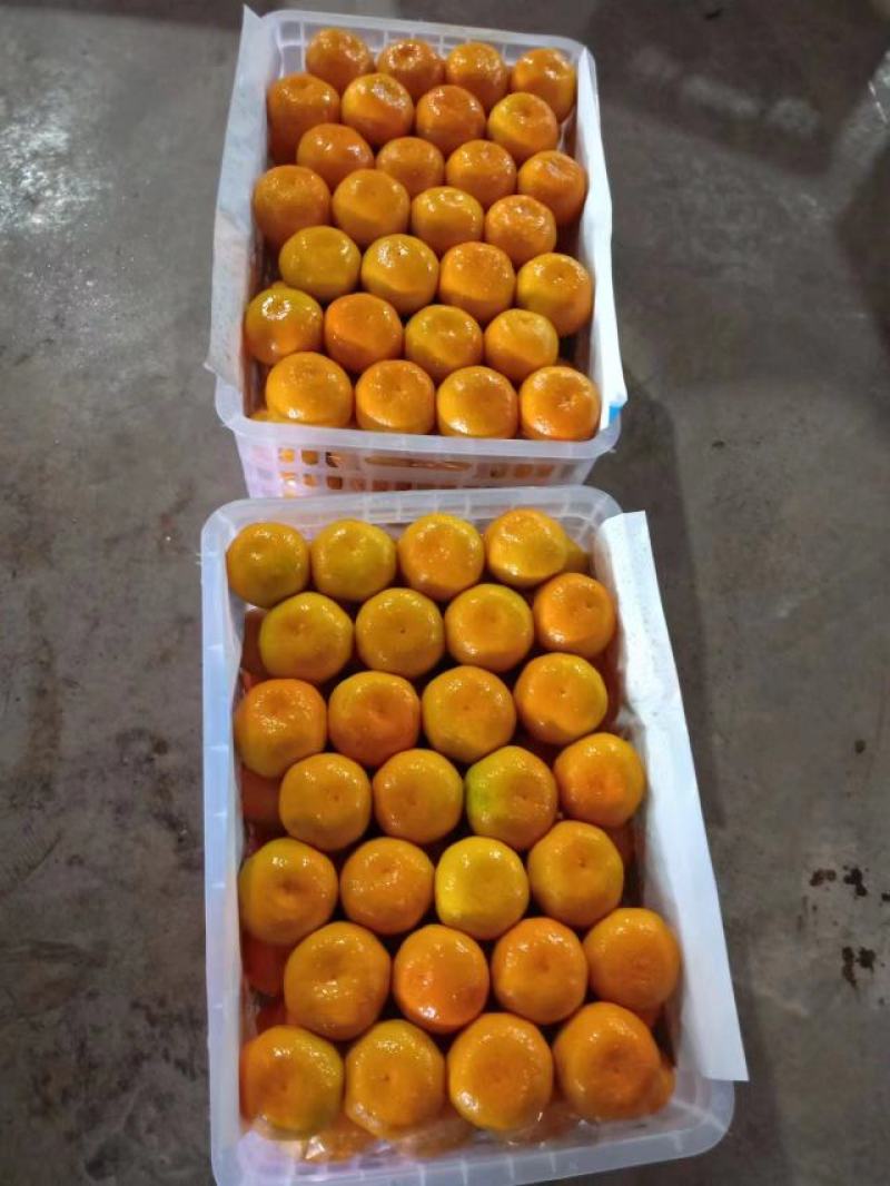 湖北高原无核蜜桔承接市场电商平台万亩基现摘现发