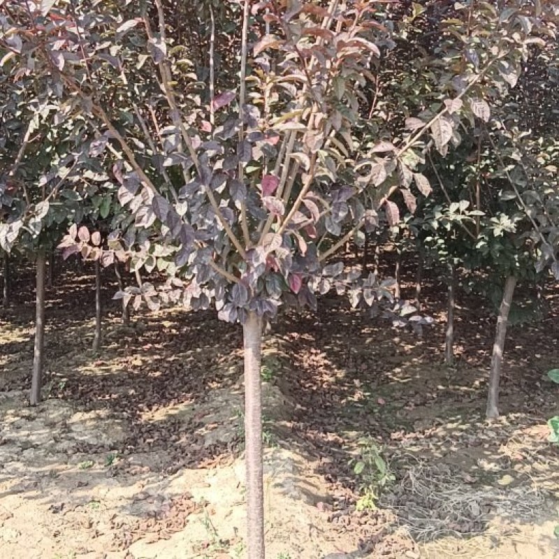 太阳李
