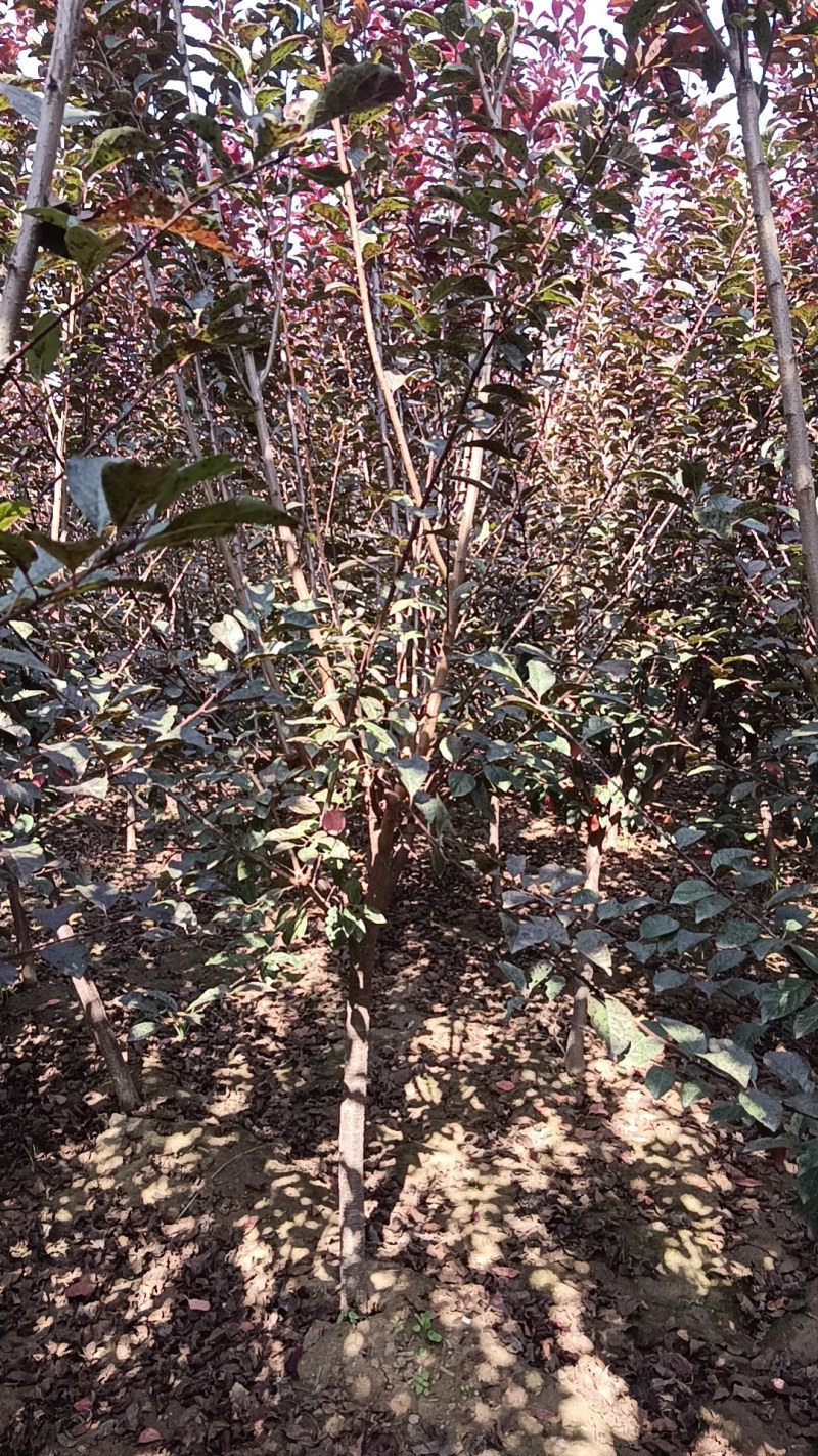 太阳李
