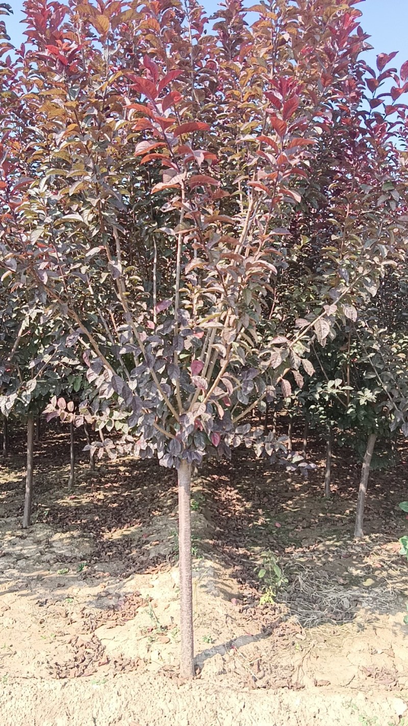 太阳李