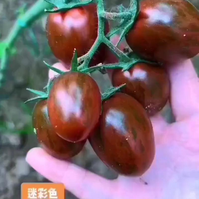 包邮山东潍坊寿光脆甜口小番茄贝贝千禧樱桃番茄苗子和种子