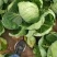 [热卖]陕西西安甘蓝圆包菜产地直发专业代办