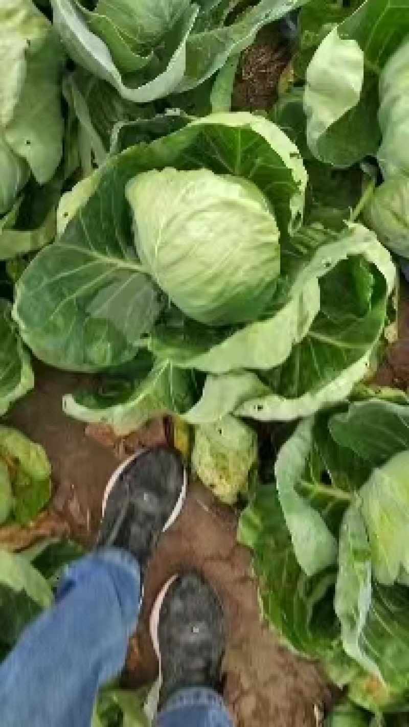 [热卖]陕西西安甘蓝圆包菜产地直发专业代办