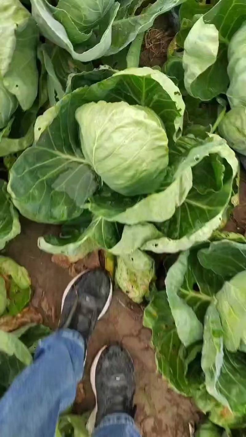 [热卖]陕西西安甘蓝圆包菜产地直发专业代办