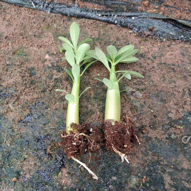 沙漠玫瑰苗多肉室内盆栽花卉桌面绿植耐旱美观