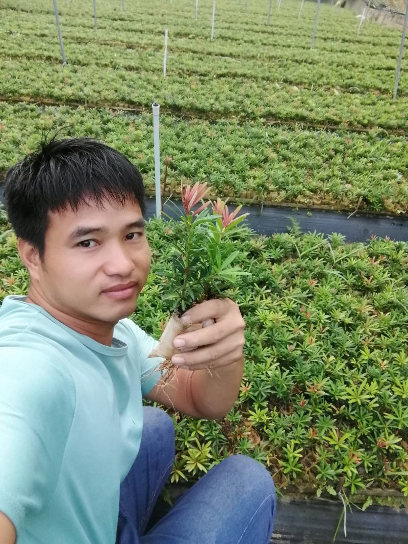 生产各种罗汉松苗产地现货欢迎各位老板来采购量大更优惠哦