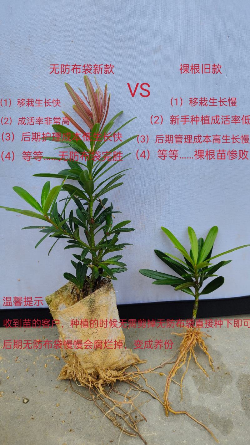 生产各种罗汉松苗产地现货欢迎各位老板来采购量大更优惠哦