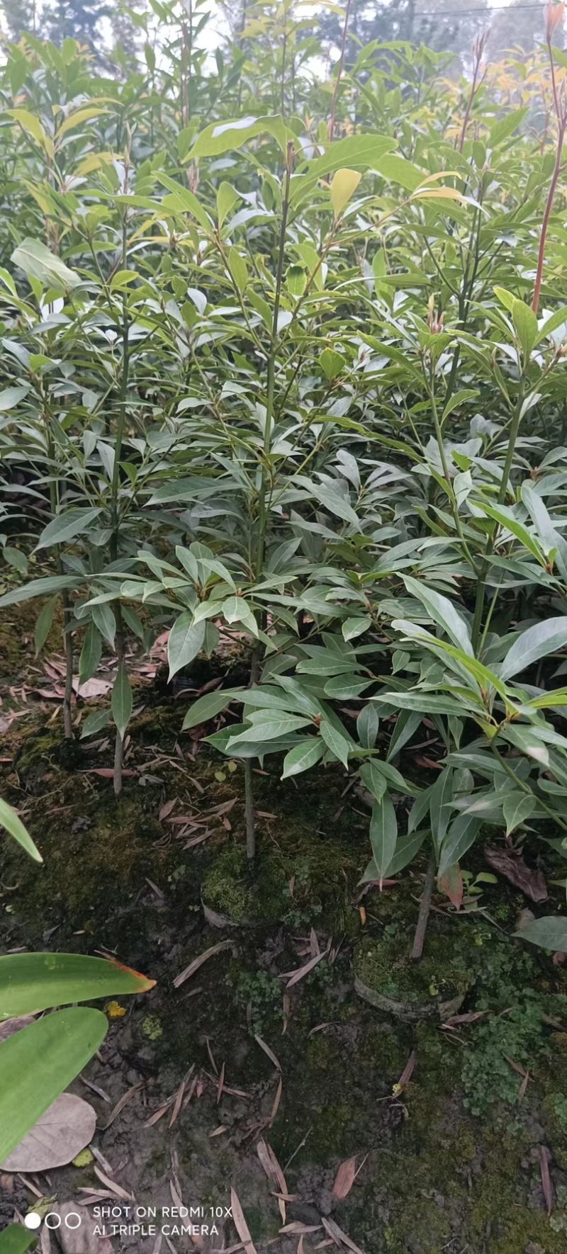 小叶金丝楠木（桢楠）