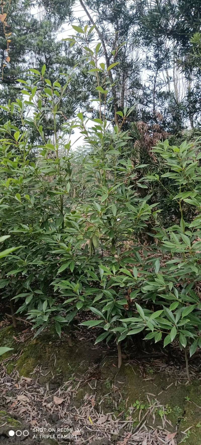 小叶金丝楠木（桢楠）
