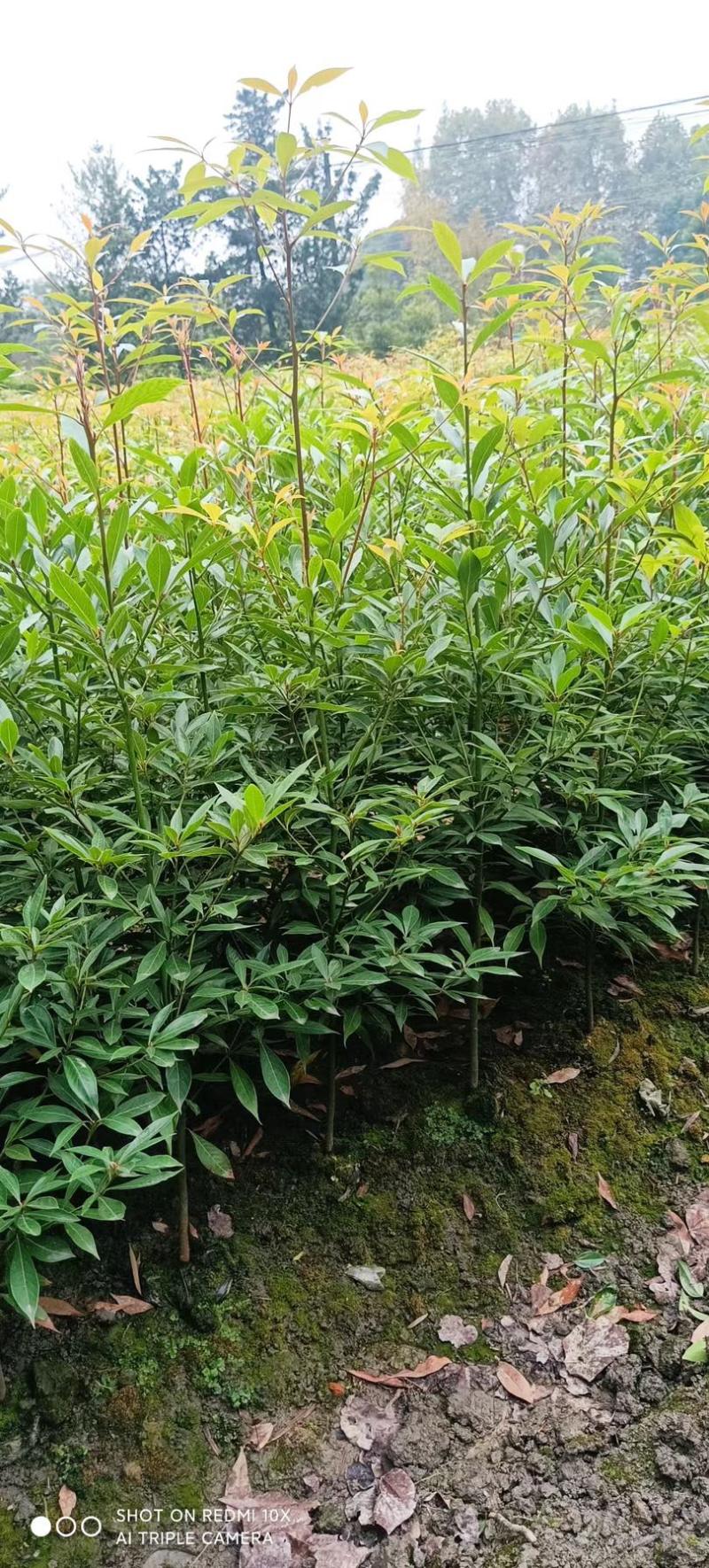 小叶金丝楠木（桢楠）