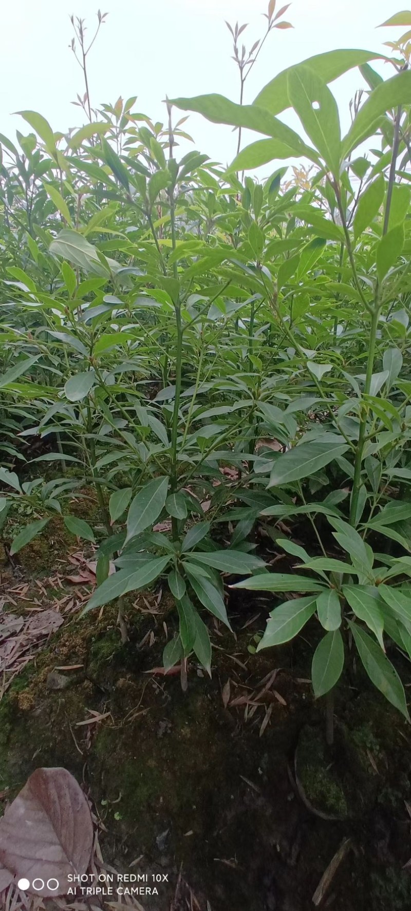 小叶金丝楠木（桢楠）