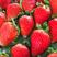 妙香草莓万亩草莓基地采摘园直发可订货可分装进店选购