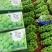 【精选】阳光玫瑰葡萄现货先发品质过硬价格不贵来电洽谈