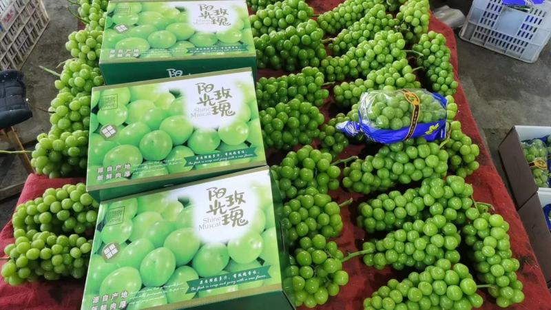 【精选】阳光玫瑰葡萄现货先发品质过硬价格不贵来电洽谈
