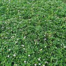 园晶草，姬岩垂盆草，垂盆草，耐寒耐旱，花期长