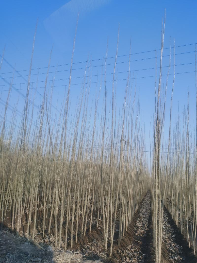 速生杨107农民直供欢迎实地考察，2000亩基地