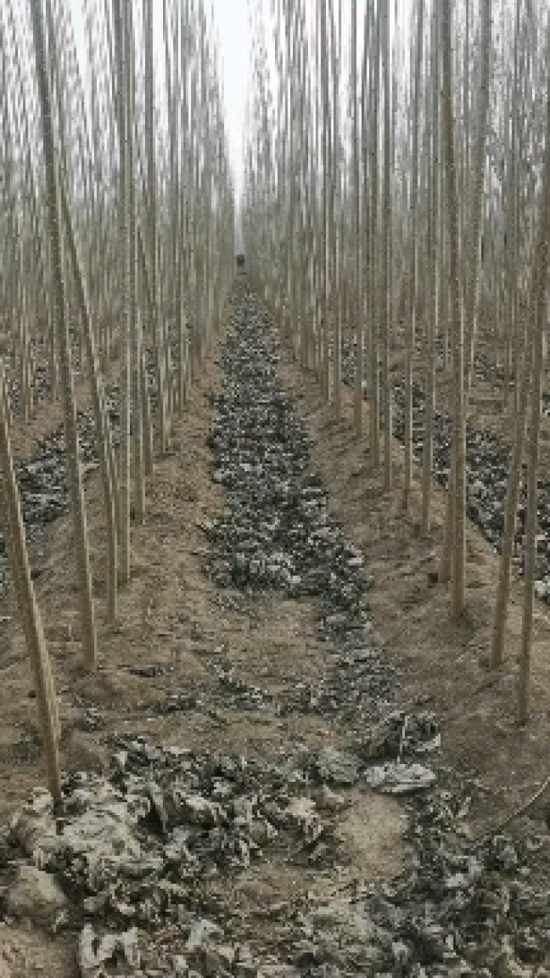 速生杨107农民直供欢迎实地考察，2000亩基地