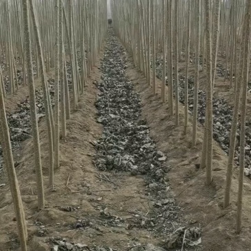 速生杨107农民直供欢迎实地考察，2000亩基地