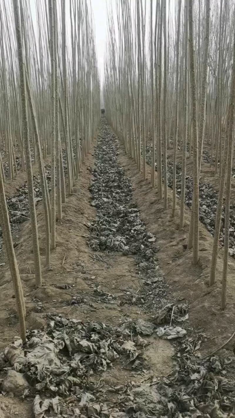 速生杨107农民直供欢迎实地考察，2000亩基地