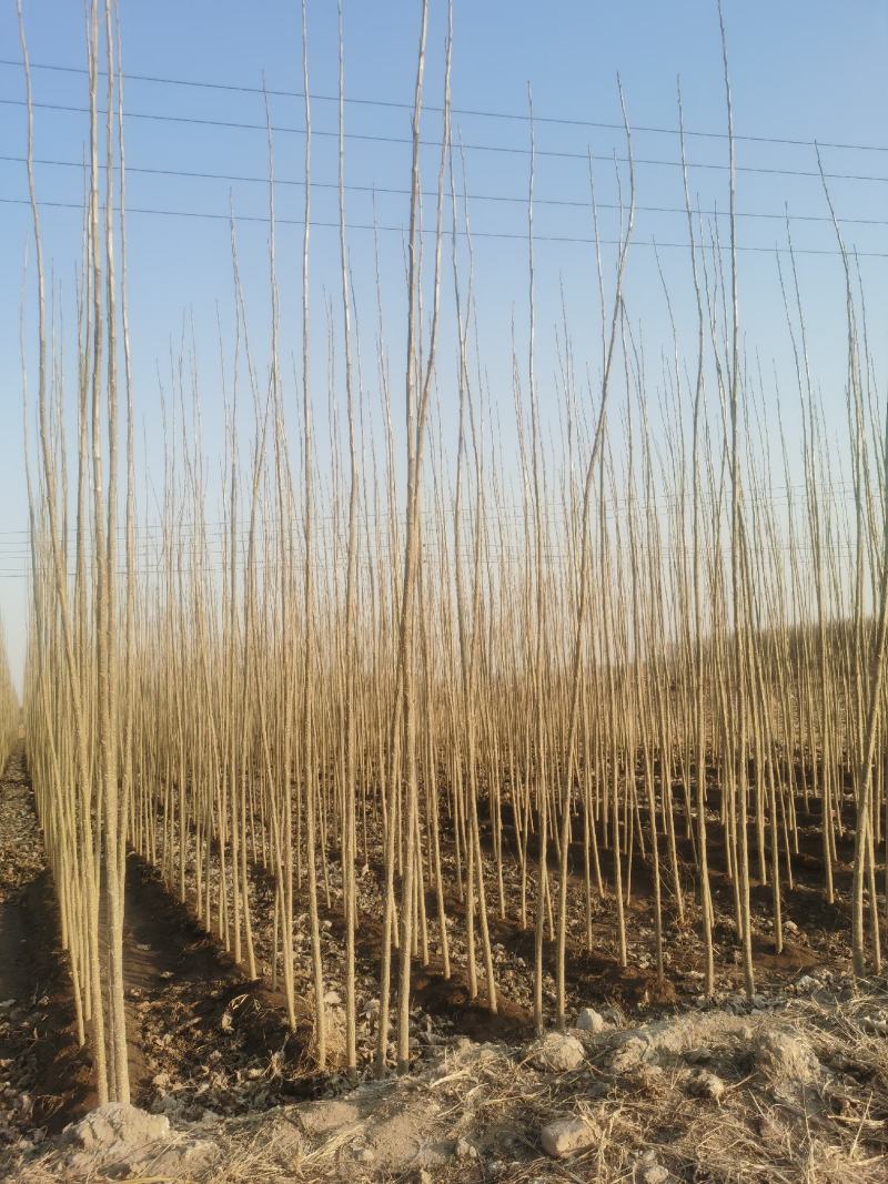 速生杨107农民直供欢迎实地考察，2000亩基地