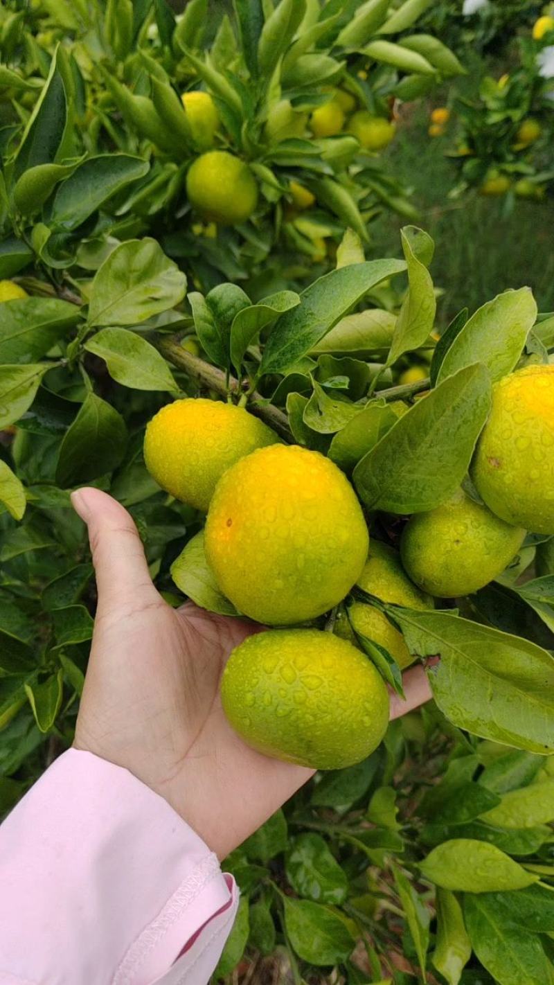 高山蜜橘，口感甜水份足果面干净皮薄汁多