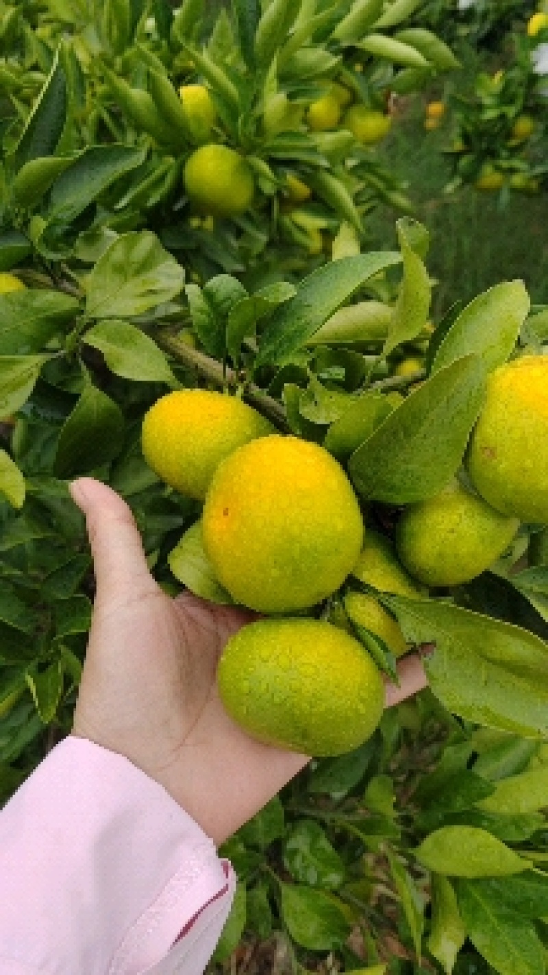 高山蜜橘，口感甜水份足果面干净皮薄汁多