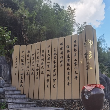 高山吊瓜子