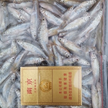 麦穗鱼3-8公分，产地发货，质量保证，欢迎下单