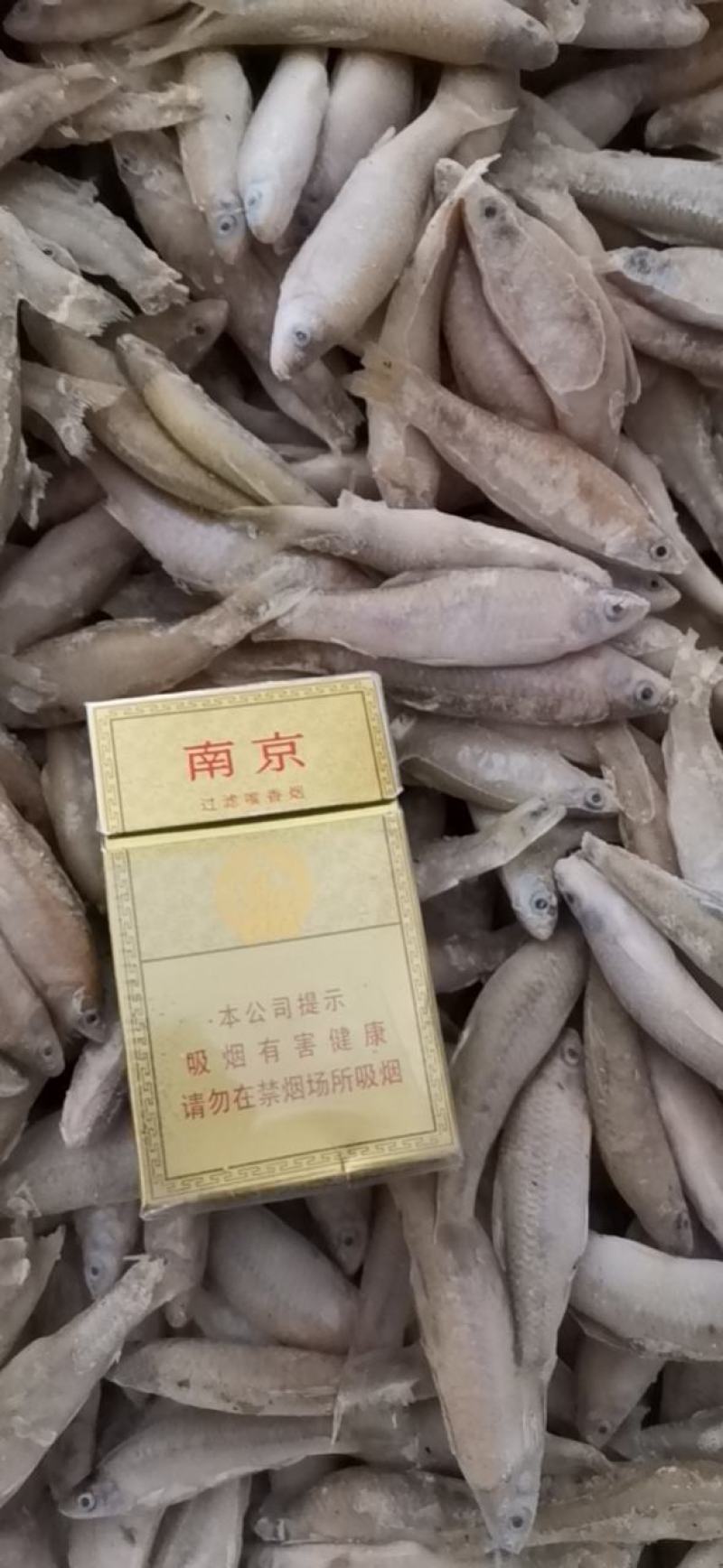 麦穗鱼3-8公分，产地发货，质量保证，欢迎下单