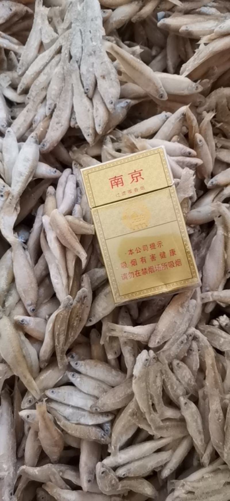 麦穗鱼3-8公分，产地发货，质量保证，欢迎下单