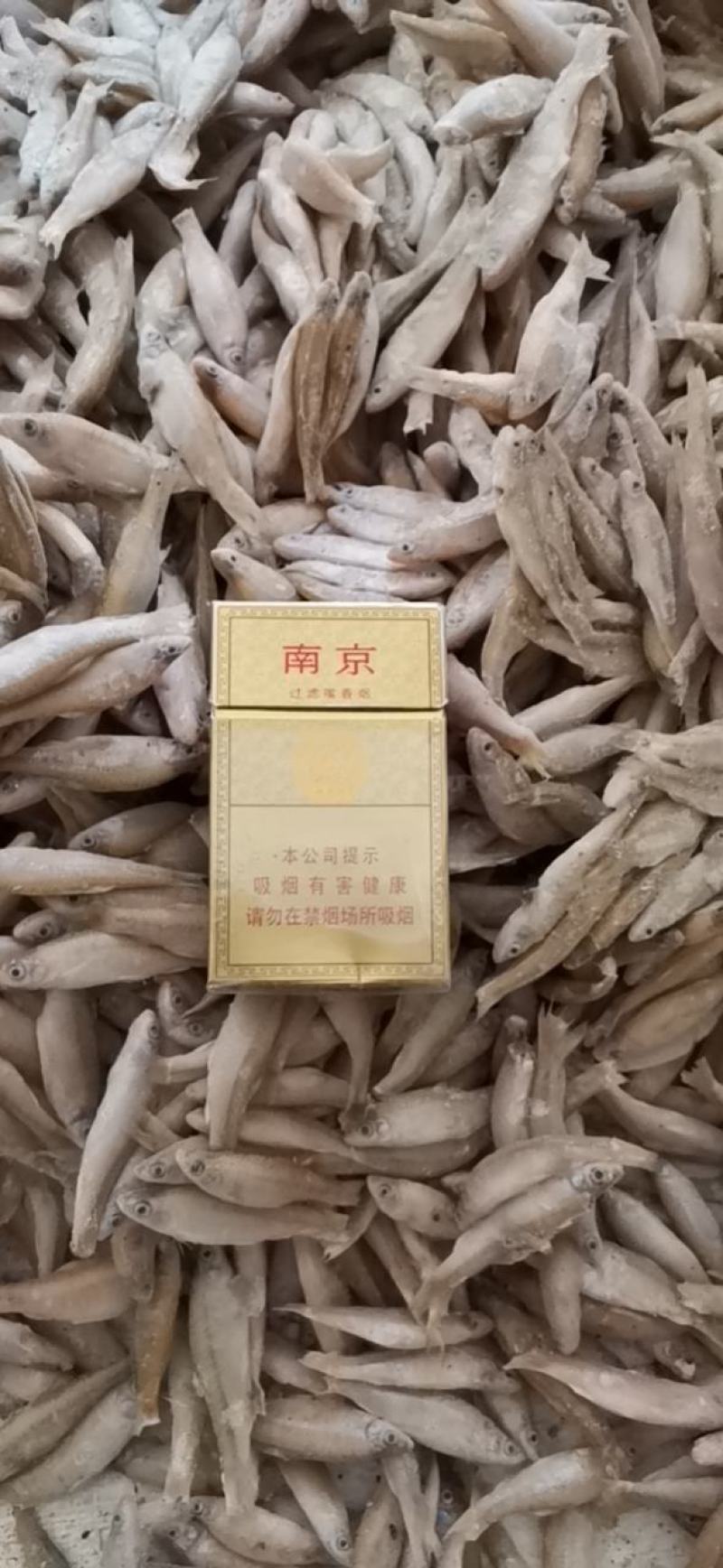 麦穗鱼3-8公分，产地发货，质量保证，欢迎下单