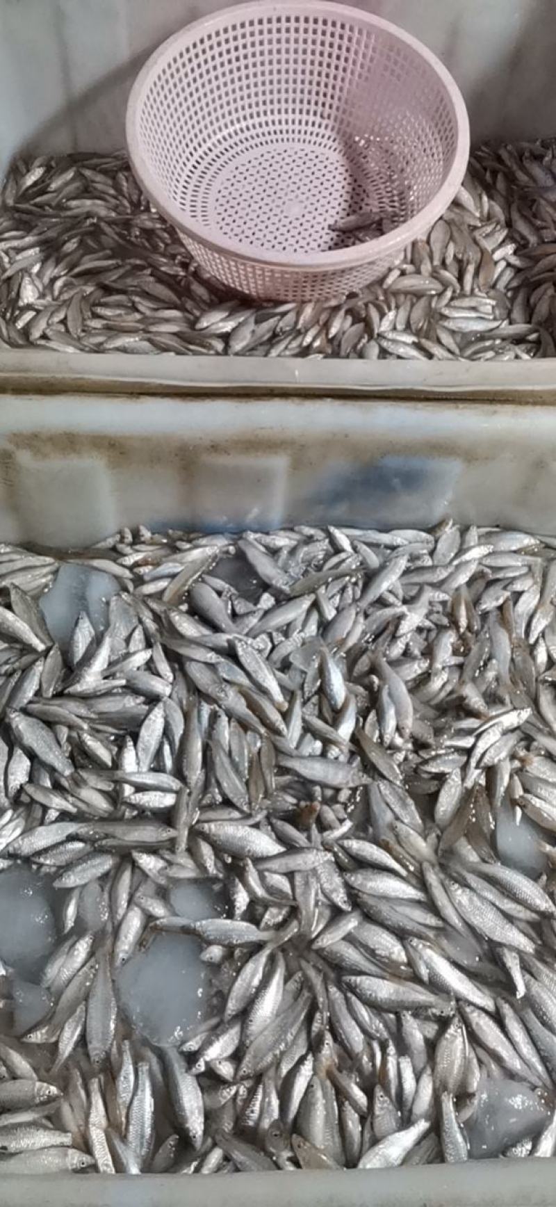 麦穗鱼3-8公分，产地发货，质量保证，欢迎下单
