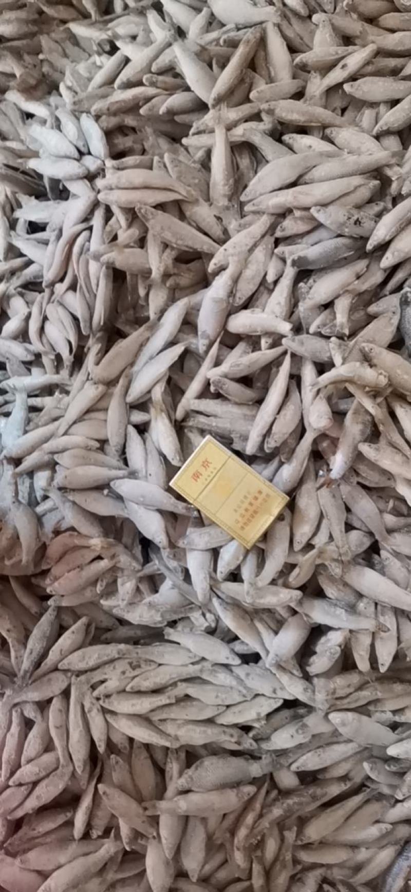 麦穗鱼3-8公分，产地发货，质量保证，欢迎下单