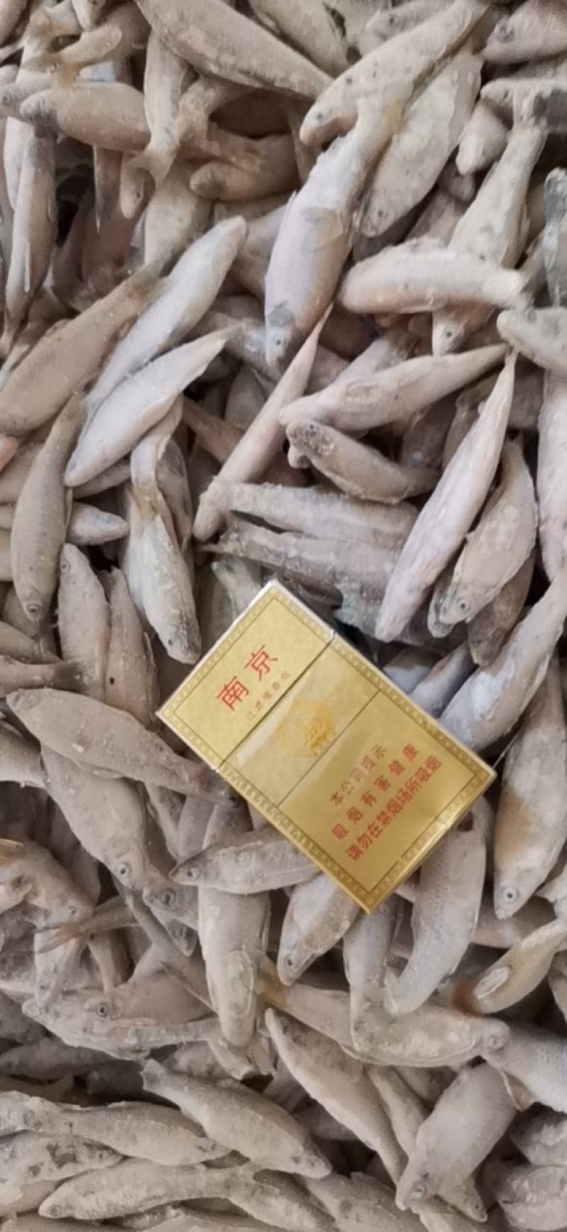 麦穗鱼3-8公分，产地发货，质量保证，欢迎下单