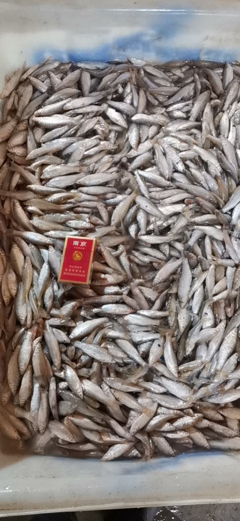 麦穗鱼3-8公分，产地发货，质量保证，欢迎下单