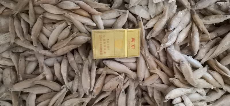 麦穗鱼3-8公分，产地发货，质量保证，欢迎下单