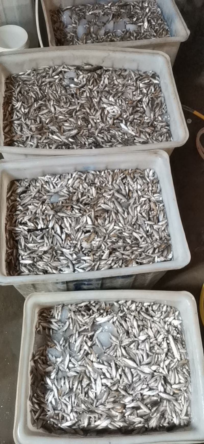 麦穗鱼3-8公分，产地发货，质量保证，欢迎下单