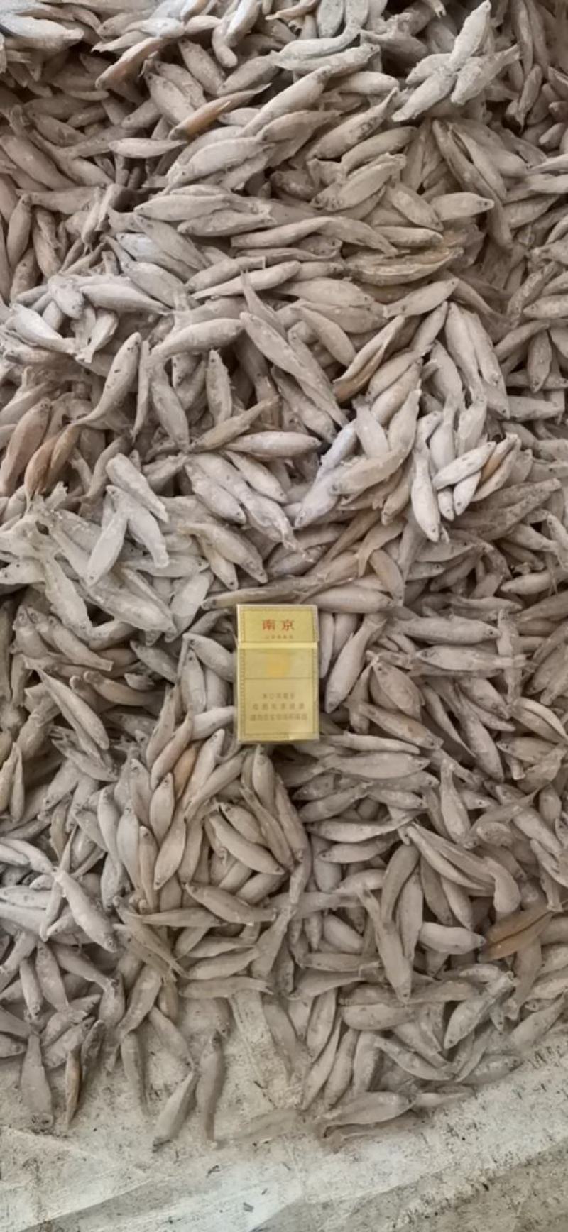 麦穗鱼3-8公分，产地发货，质量保证，欢迎下单