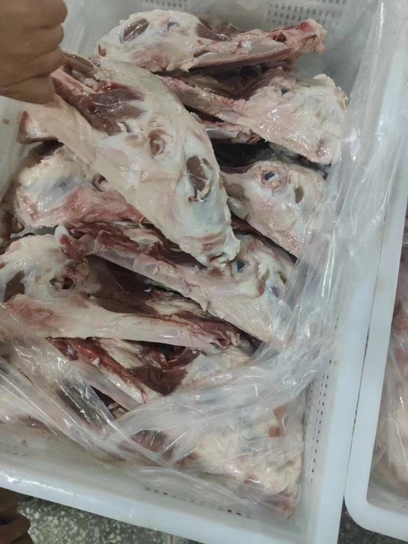 去皮猪头骨
