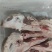 去皮猪头骨