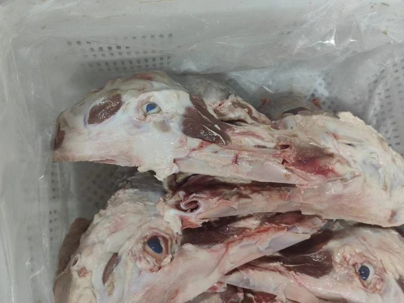 去皮猪头骨