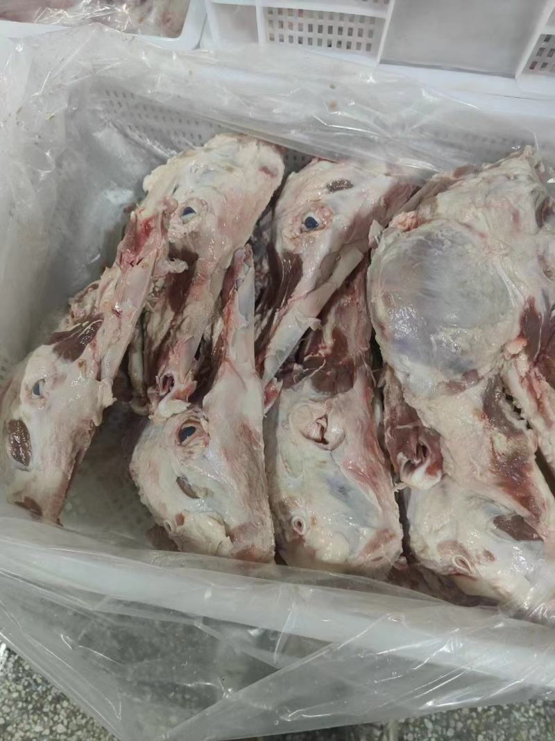 去皮猪头骨