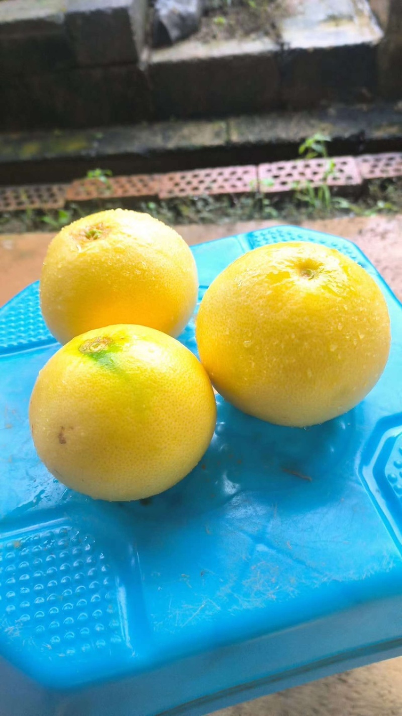 广西葡萄柚，大量有货供应