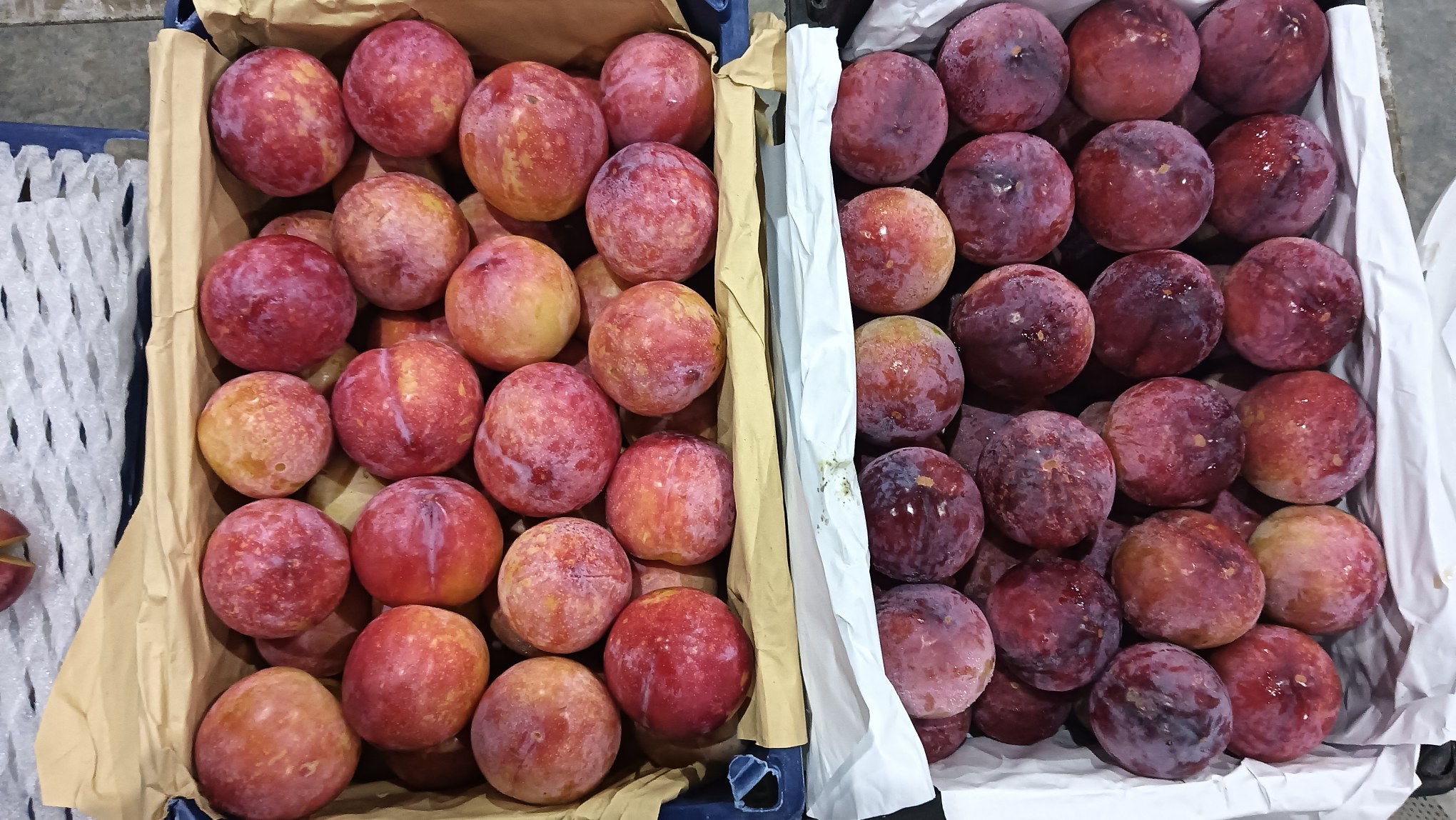 新鲜李子与虫蛀李子对比图