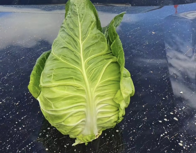 贵州高山牛心菜大量上市常年供应