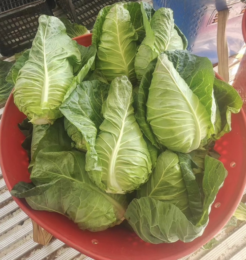 贵州高山牛心菜大量上市常年供应