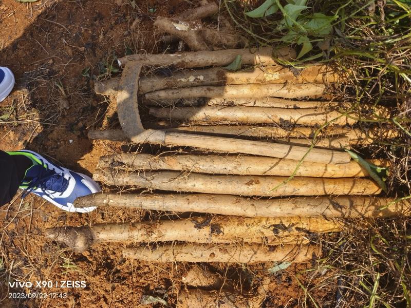 广西白鬼山药细长的，条形好，有需要的老板联系我