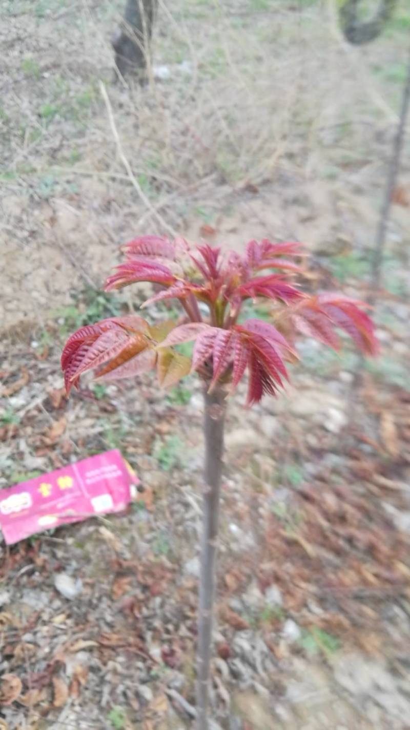 山西运城红香椿芽全国发货货量充足量大从优品质保障