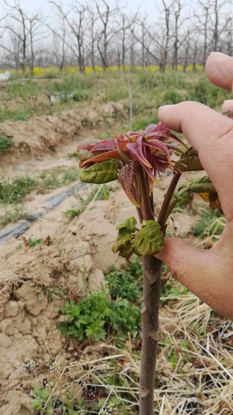 山西运城红香椿芽全国发货货量充足量大从优品质保障