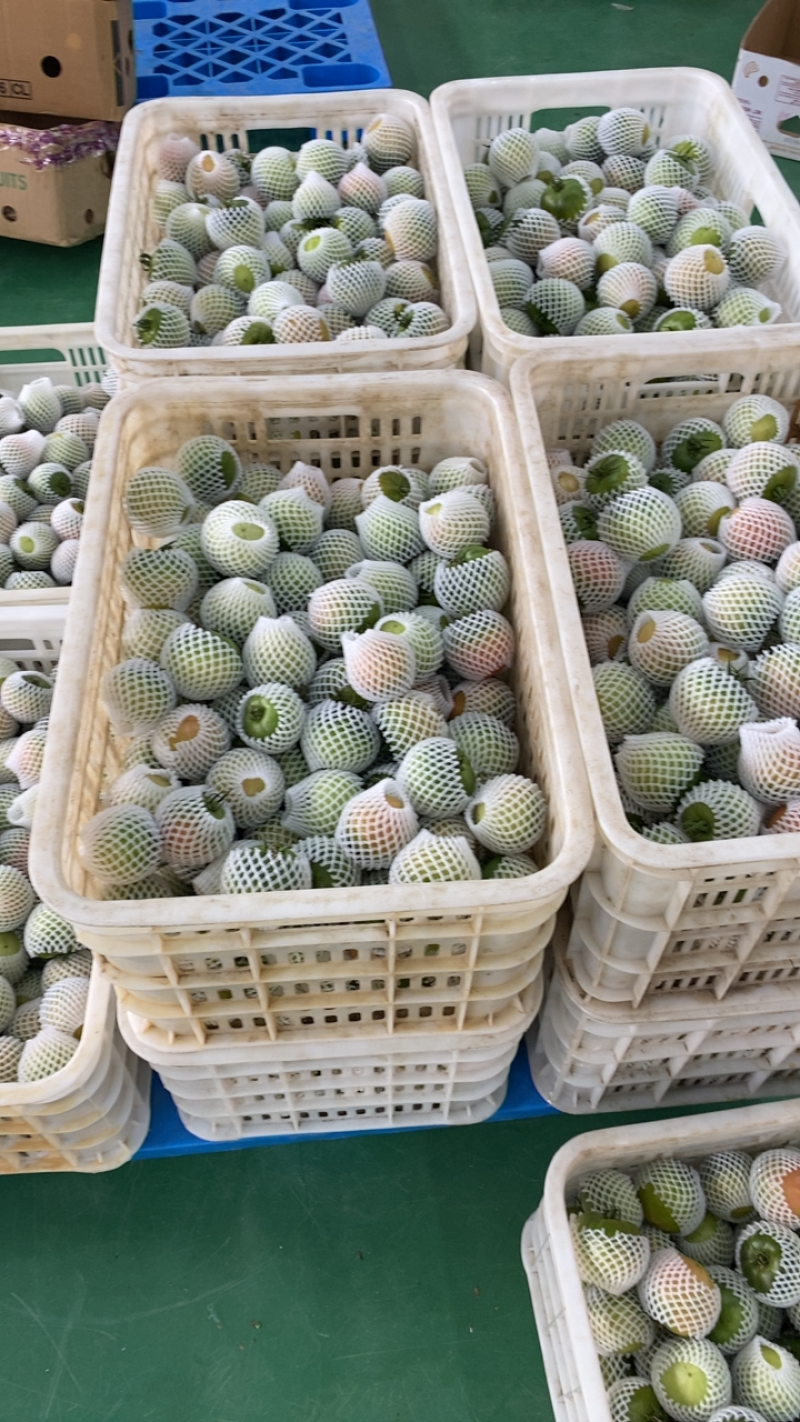 盘锦碱地柿子